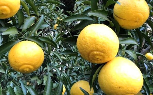 はるかみかん 約 4kg （サイズ混合・無選果・ご自宅用)