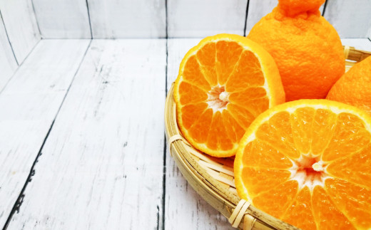 不知火（デコポン同品種）約5kg