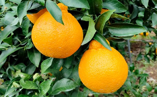 【訳あり】 ご家庭用 濃厚不知火 10～20玉 （ 約4kg ） デコポン みかん 柑橘 果物 フルーツ 熊本 【2026年2月下旬～3月上旬迄発送予定】