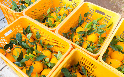 飲む ゼリー （晩柑・不知火・甘夏） 9本入り 3種 柑橘 果物 デザート スイーツ