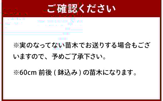 ミニ オリーブツリー 1鉢 育成ガイドカード付き オリーブ 園芸 お祝い