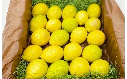環境マイスターのレモン 2kg（無肥料／栽培期間中農薬を減らして栽培）【2025年11月上旬～2026年4月下旬発送予定】レモン 檸檬 れもん 果物 くだもの フルーツ ビタミン 酸味 果汁 果実 柑橘 レモネード レモンサワー 国産 熊本県産 水俣市産