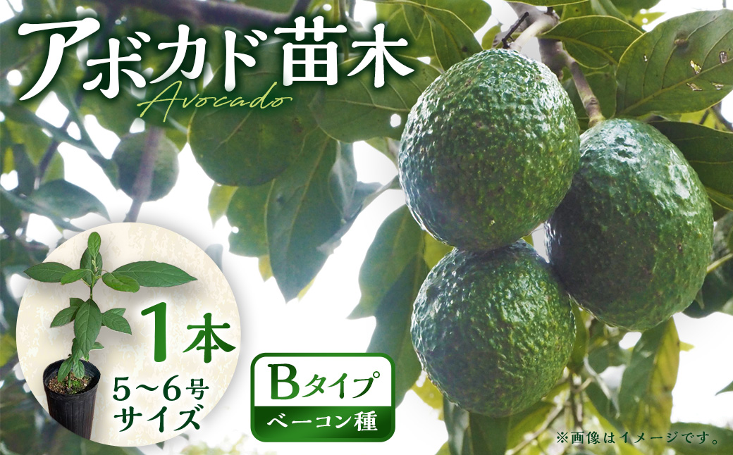 【数量限定】アボカド 苗木 Bタイプ (台木/接ぎ木：ベーコン種) 1本 5号～6号 鉢下から約30cm【2025年5月下旬より順次発送開始】