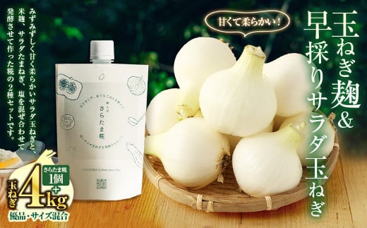 玉ねぎ麹＆1年に1度だけ!甘くて柔らかい!早採りサラダ玉ねぎ 4kg 優品 サイズ混合