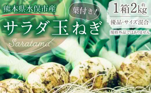 葉付き！サラダ玉ねぎ