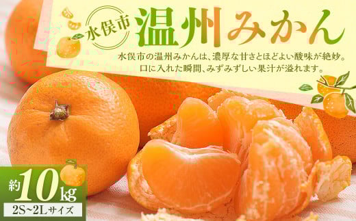 温州みかん 約10kg 2S～2Lサイズ