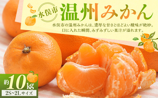温州みかん 約10kg 2S～2Lサイズ