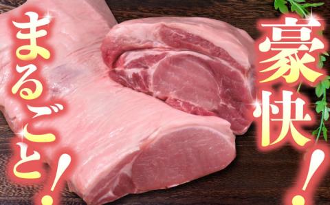 【12回定期便】豚帝 リブ ロース & ロース ブロック 約1kg【KRAZY MEAT(小田畜産)】 [ZCP092]