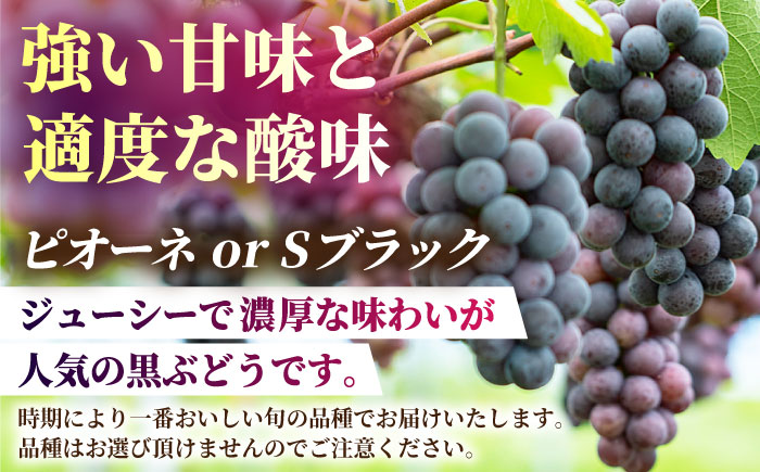 【2026年発送先行予約】【3回定期便】ぶどうの宝石 3色 定期便 約400g×2房【合同会社 社方園】 [ZBZ026]