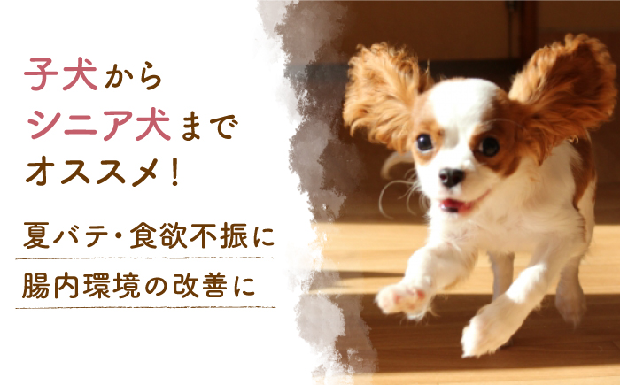 【6回定期便】ワンワン 甘酒 犬 用  （濃縮タイプ） 便利な スタンドパック入り 190g×10【有限会社 木屋食品工業】 [ZAD034]