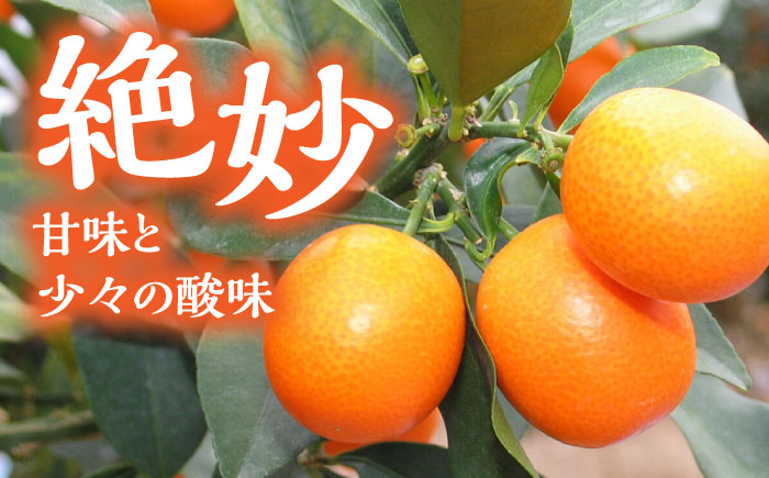 【先行予約】 ハウスきんかん 夢小町 約1kg 化粧箱 入り【鹿本農業協同組合】 [ZAG008]