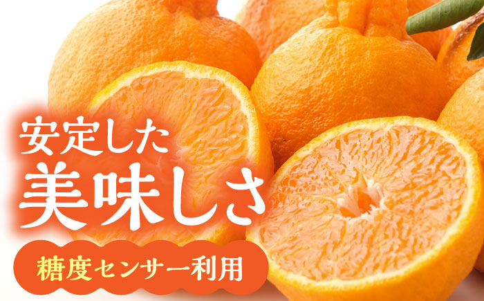 【先行予約】デコポン 約5kg （15～20玉）化粧箱入り【鹿本農業協同組合】 [ZAG015]