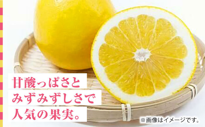 【先行予約】ジューシー オレンジ 約10kg M~4Lサイズ【くまふる】 [ZBG012]