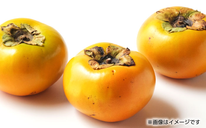 【先行予約】太秋 柿 約2kg【くまふる】 [ZBG015]