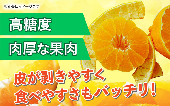 【先行予約】デコポン 約3kg 6玉～12玉 【くまふる】 [ZBG058]