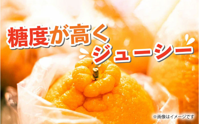 【先行予約】不知火 約3kg 【くまふる】 [ZBG080]