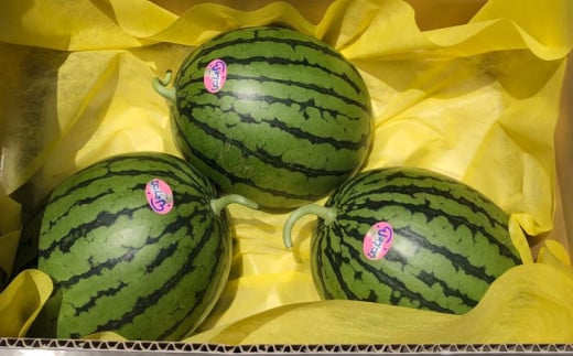 【先行予約】【初夏に実った贈り物】 小玉 スイカ 約7kg【なかむら農園】 [ZBH002]