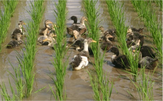 〈令和7年度新米〉 【新米先行予約】菊鹿の米 アイガモ農法米 白米 2kg×2袋【有限会社 あそしな米穀】 新米 令和7年産 [ZBI004]