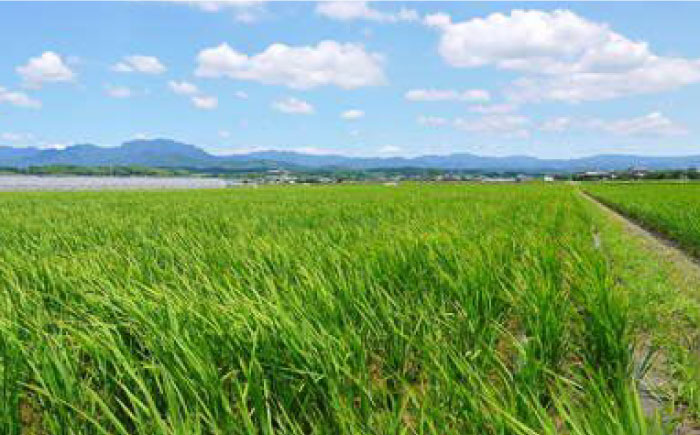 【12回定期便】菊鹿の米 ヒノヒカリ 白米 5kg×2袋【有限会社 あそしな米穀】 [ZBI027]