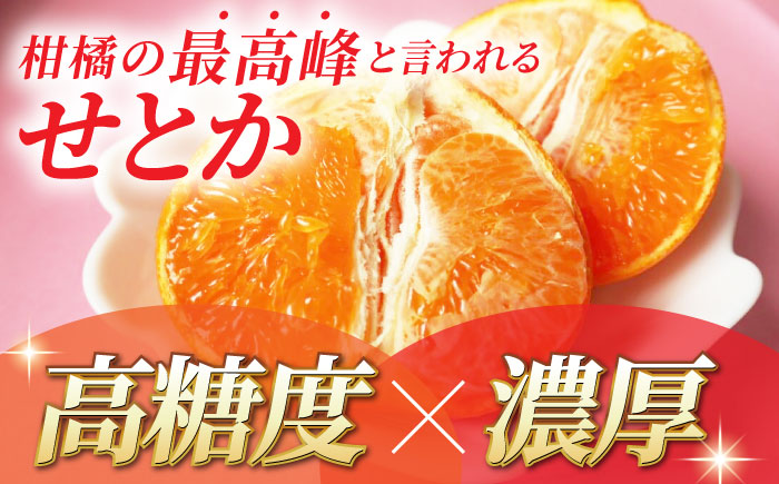 【2026年2月下旬から発送】せとか みかん 約2.5kg 果物 化粧箱入り フルーツ ギフト【小春農園】 [ZBN002]