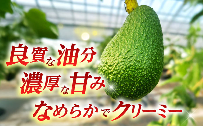 【期間限定】 希少！ 熟王アボカド 「エドラノール」　 1玉（300～400g）　【Nature’s Butter Farm Nakazono】 [ZBV080]