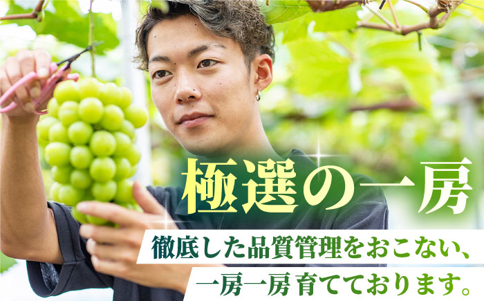 【2026年発送先行予約】社方園の シャインマスカット 一房 化粧箱入り【合同会社 社方園】 シャインマスカット 果物 一房 ぶどう  [ZBZ005]
