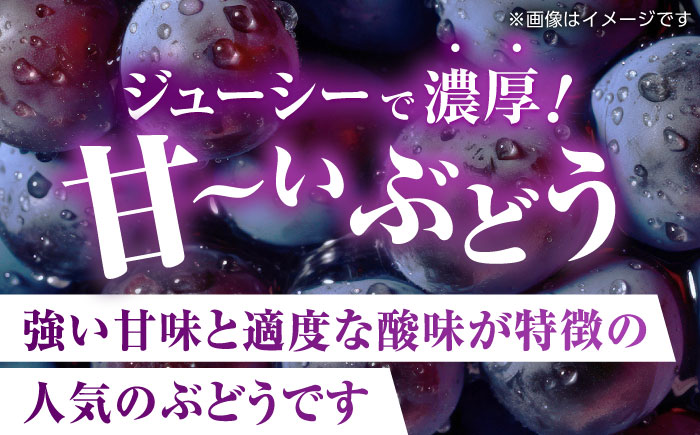 【先行予約】 訳あり ピオーネ ぶどう 切り落とし 約1kg  【合同会社 社方園】  訳あり ぶどう フルーツ 果物 ブドウ  [ZBZ007]
