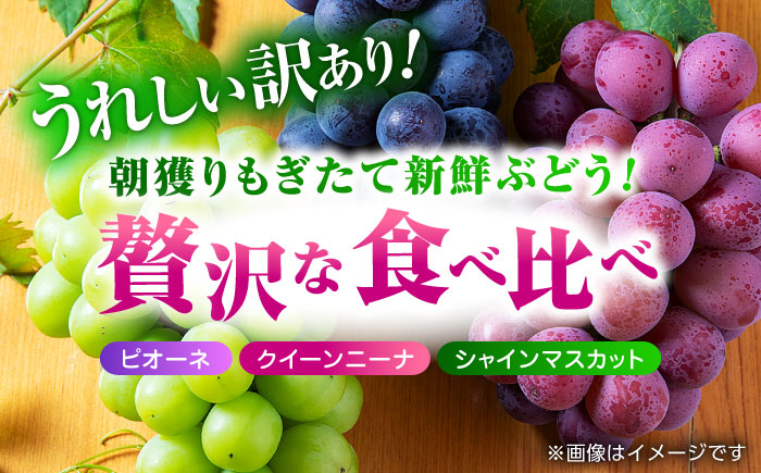 【先行予約】 訳あり ぶどう3種 食べ比べ 切り落とし 計約1kg  【合同会社 社方園】  ぶどう 詰め合わせ 熊本 訳あり 3種 セット 食べ比べ [ZBZ009]