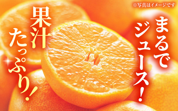 【先行予約】【年内発送は12月21日ご入金分まで！】完熟 青島 みかん 約3kg【合同会社 社方園】 [ZBZ011]