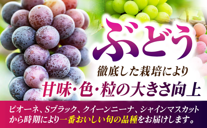 【6回定期便】品種おまかせ みかん・ぶどう 定期便【合同会社 社方園】 [ZBZ025]