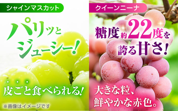 【先行予約】 訳あり 紅白ぶどう2種（シャインマスカット＆クイーンニーナ）食べ比べ 切り落とし 計約1kg  【合同会社 社方園】 [ZBZ041]