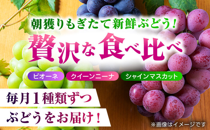 【先行予約】【3回定期便】 訳あり 毎月違うぶどうをお届け！ ぶどう3種 食べ比べ 切り落とし 約700g 【合同会社 社方園】 [ZBZ048]