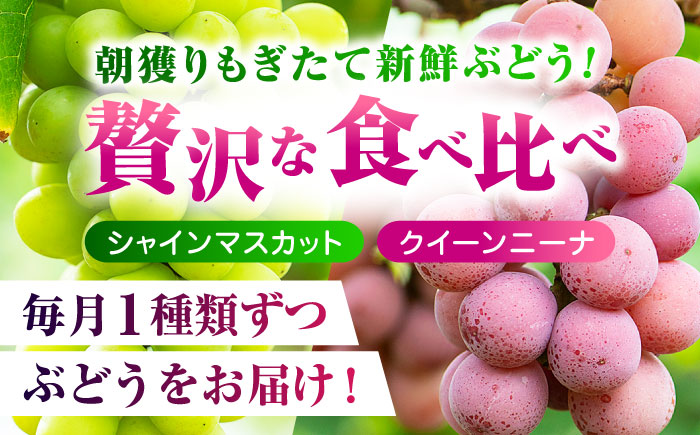 【先行予約】【3回定期便】 訳あり 毎月1種類ずつお届け！ 紅白ぶどう2種 食べ比べ 切り落とし 約700g  【合同会社 社方園】 [ZBZ050]