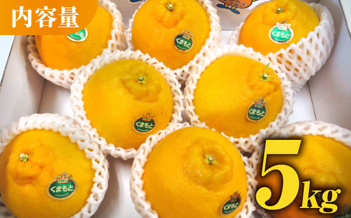 【先行予約】 デコポン 約 5kg 化粧箱入り 【かきやま果実】フルーツ 果物 でこぽん 熊本県 [ZCJ003]