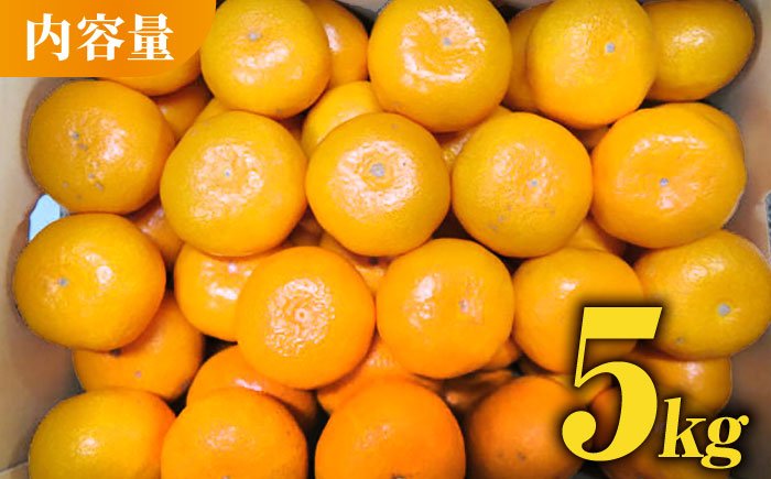 熊本 みかん 約 5kg 化粧箱入り 【かきやま果実】 [ZCJ004]