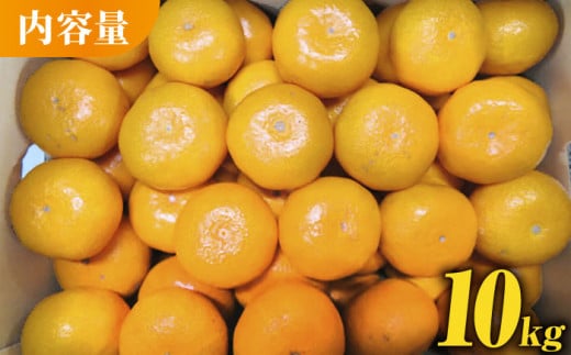 みかん 約10kg【かきやま果実】 [ZCJ005]