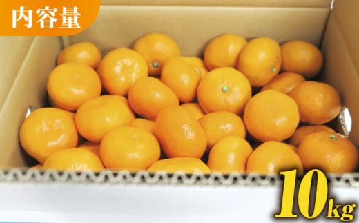 【先行予約】青島 みかん 約10kg【かきやま果実】 [ZCJ011]