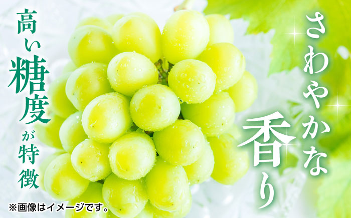 【先行予約】シャインマスカット 約2kg 3～5房 ぶどう 種なし【合同会社 福福堂】 [ZCN008]