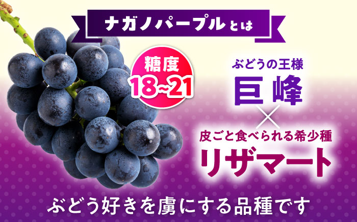 【先行予約】山鹿市産 ナガノパープル 2房（約800g～1.2kg） 箱入り [ZDS003]