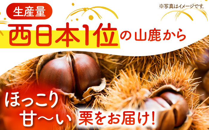 【先行予約】 和栗 約1kg L～3L 【すみれファーム】 [ZEP057]