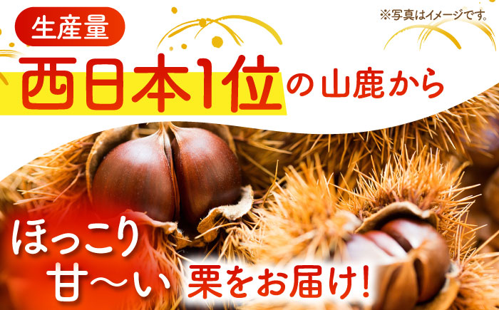 【先行予約】 和栗 約2kg（約1kg×2袋） L～3L 【すみれファーム】 [ZEP058]