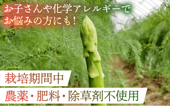 【2026年】 5～9月配送 極上あまうま 夏芽 アスパラガス M～L 1kg （40～50本）【Nature-falo】[ZEQ002]