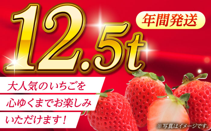 【先行予約】【3回定期便】いちご Mサイズ ゆうべに 3kg（12pc）【熊本ベリー】 いちご イチゴ 苺 ゆうべに 大粒いちご  [ZER012]