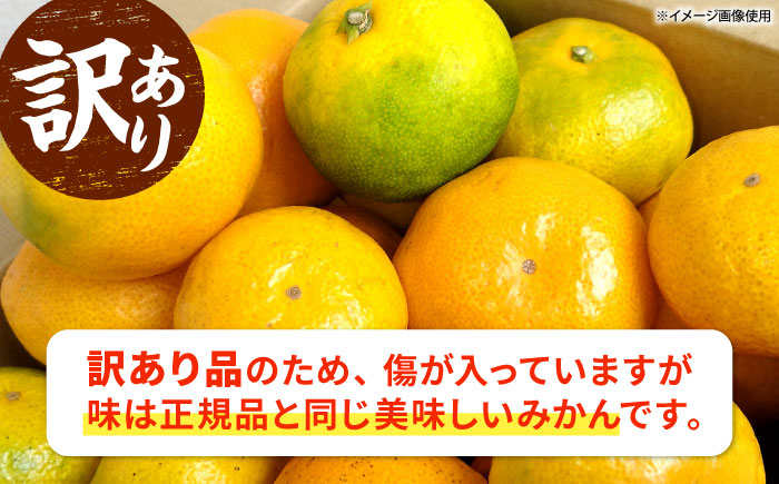 【訳あり】 温州みかん 5kg 極早生 早生 中生 晩生 みかん 【池田農園】 [ZEX006]