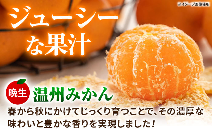 【先行予約】【全2回定期便】 晩生 温州みかん 約3kg みかん 【池田農園】 [ZEX009]
