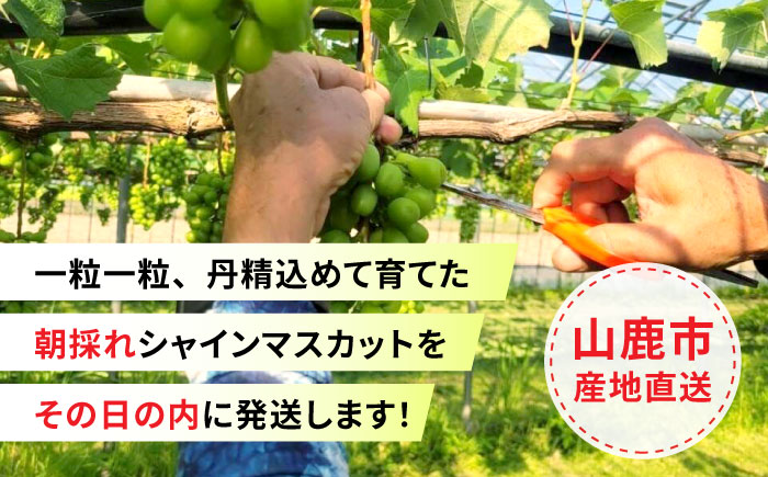 【先行予約】シャインマスカット 2房（約1.2～1.5kg）【城 果樹園】 [ZFD001]