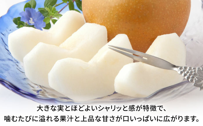 【先行予約】秋月梨　約10kg  梨 ナシ フルーツ 果物 【日本フルーツ株式会社】 [ZFJ016]