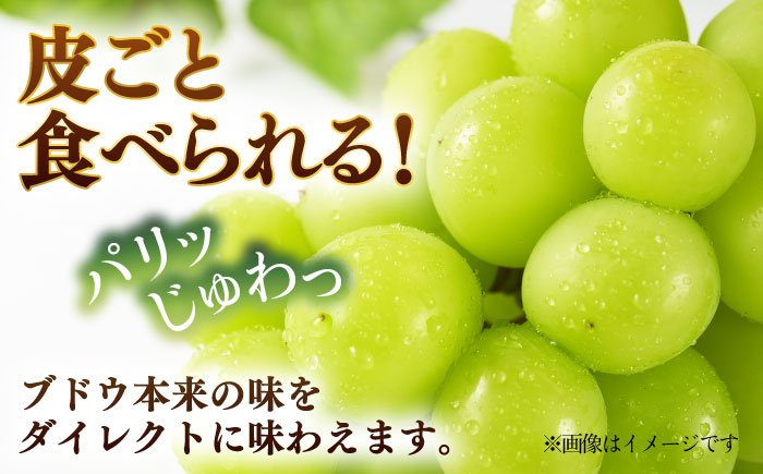 【先行予約】シャインマスカット 約1.2kg マスカット 葡萄 ぶどう フルーツ 果物【日本フルーツ株式会社】 [ZFJ019]