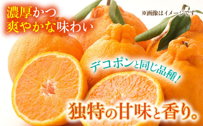 【先行予約】 不知火 約3kg 柑橘 みかん 蜜柑 熊本 フルーツ 果物 【日本フルーツ株式会社】 [ZFJ035]