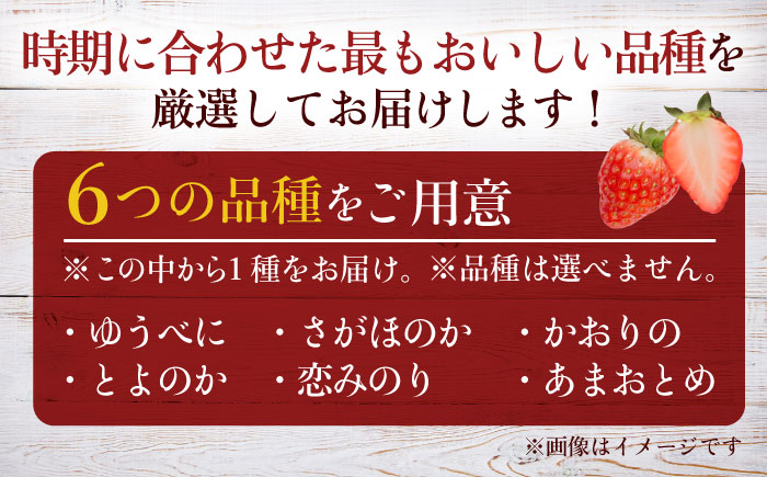 【先行予約】熊本県産いちご 約2kg（250g×8pc） イチゴ フルーツ 果物 熊本県産 熊本【日本フルーツ株式会社】 [ZFJ052]